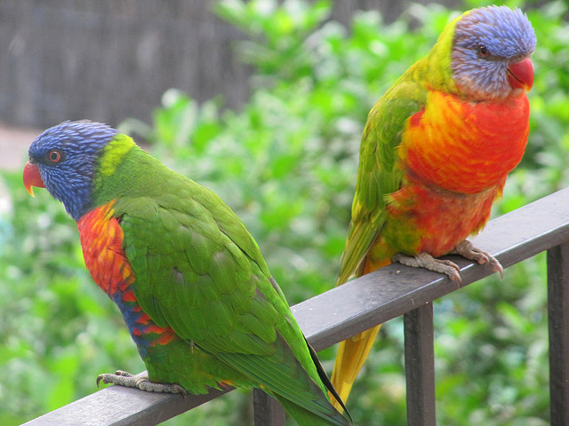 Rainbow lorakeets