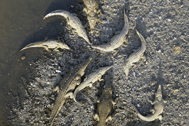 Crocodiles